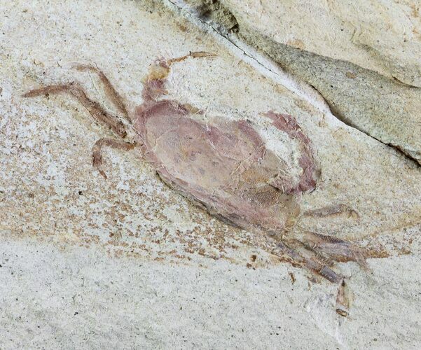 Fossil Pea Crab (Pinnixa) From California - Miocene #63736